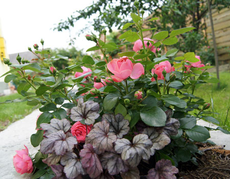 Саженцы роз Plum-royale-leonardo