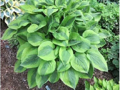 хоста Moon Split 