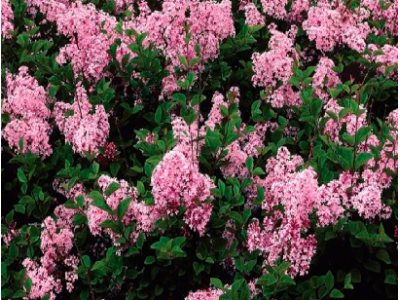  бузок Pink Perfume