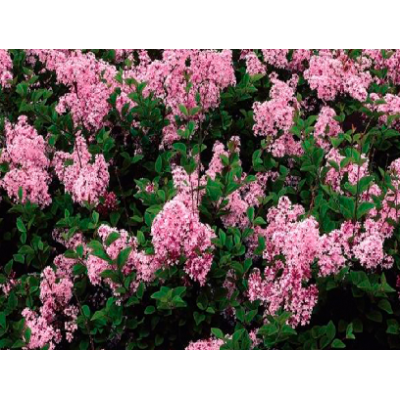 сирень Pink Perfume