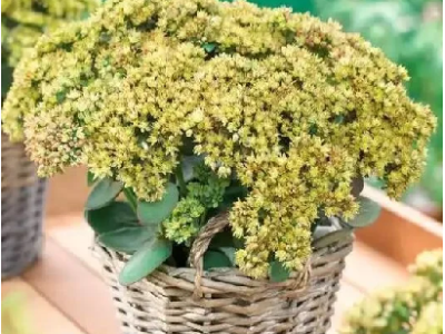 седум Yellow Delicat