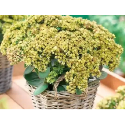седум Yellow Delicat