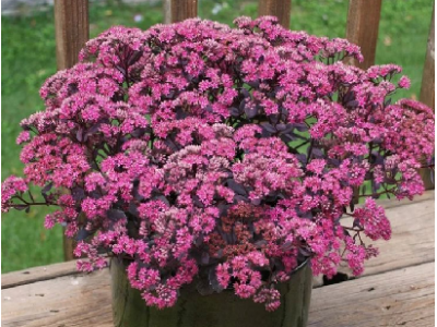 седум Rose Soiree