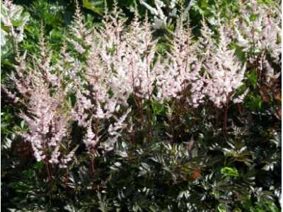 астильба Bronzlaub