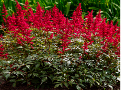 астильба Granat
