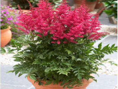 астильба Younique Carmine