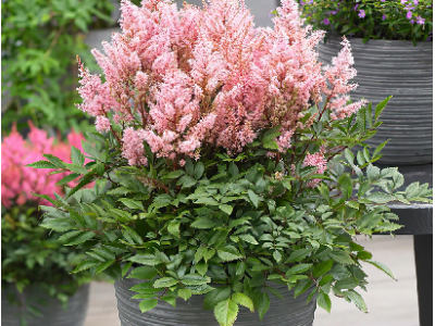 астильба Look at Me