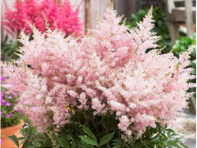 астильба Lovely Day