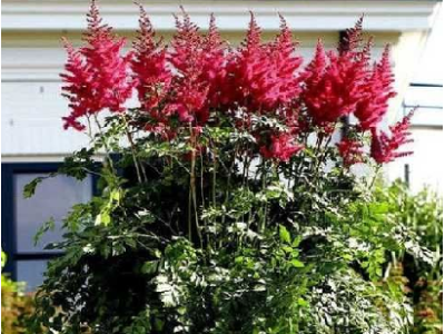 астильба Mighty Red Queen