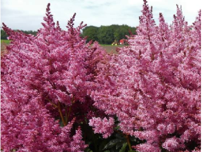 астильба Perfect Day