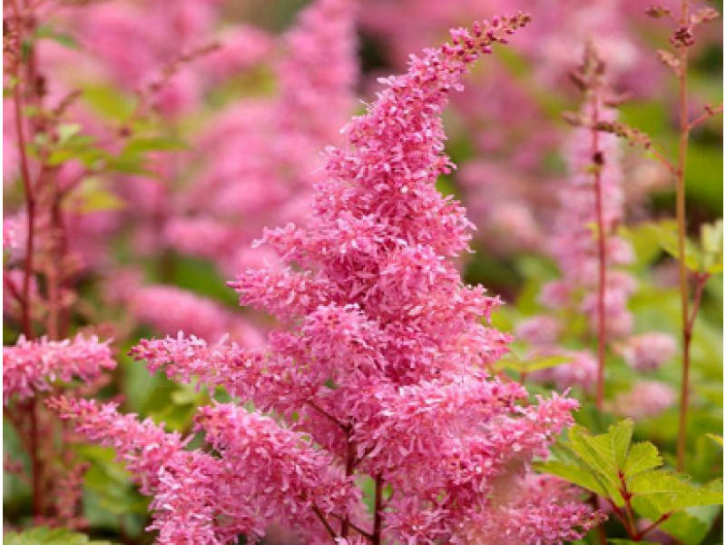 астильба Lucky Day