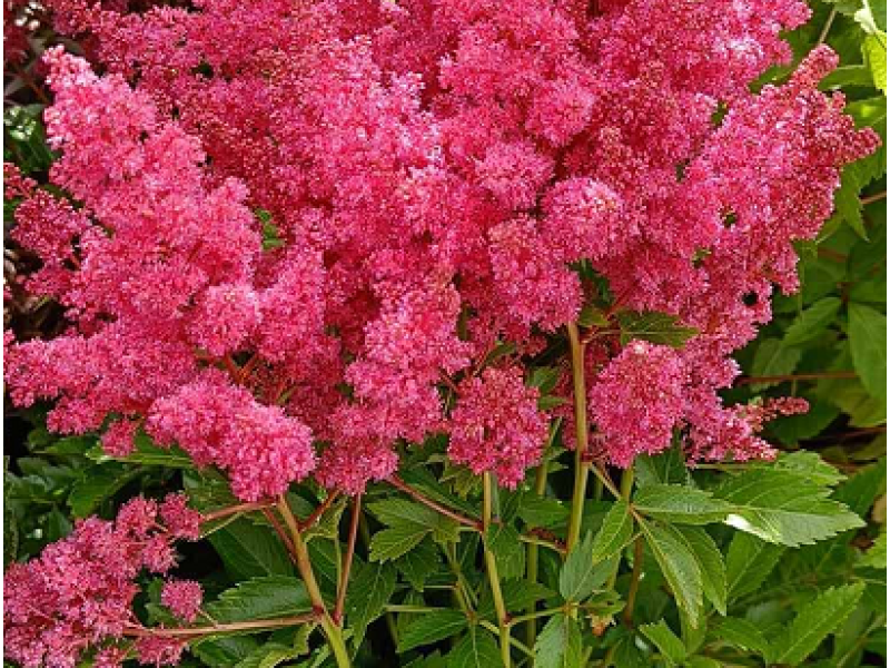 астильба Lucky Day