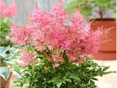 астильба Lucky Day