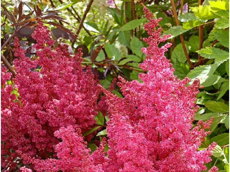 астильба Lucky Day