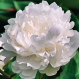 пион Iceberg