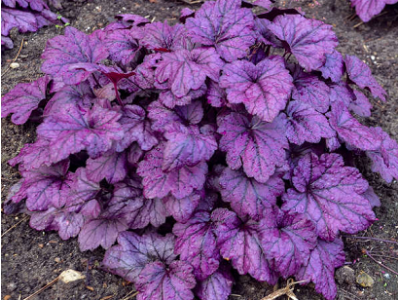 гейхера Electric Plum