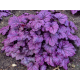 гейхера Electric Plum