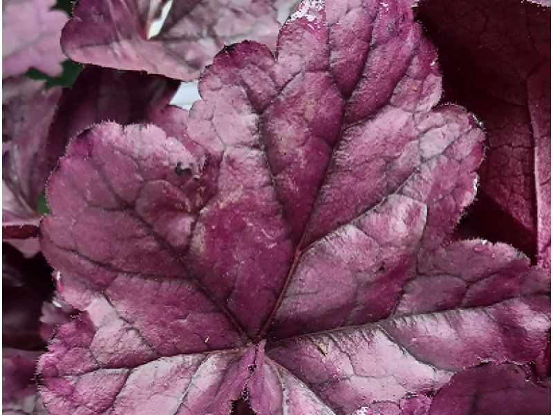 гейхера Electric Plum