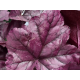гейхера Electric Plum