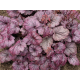 гейхера Electric Plum