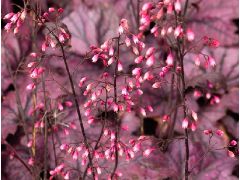 гейхера Electric Plum