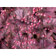 гейхера Electric Plum