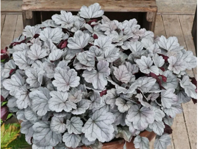 гейхера Silverberry