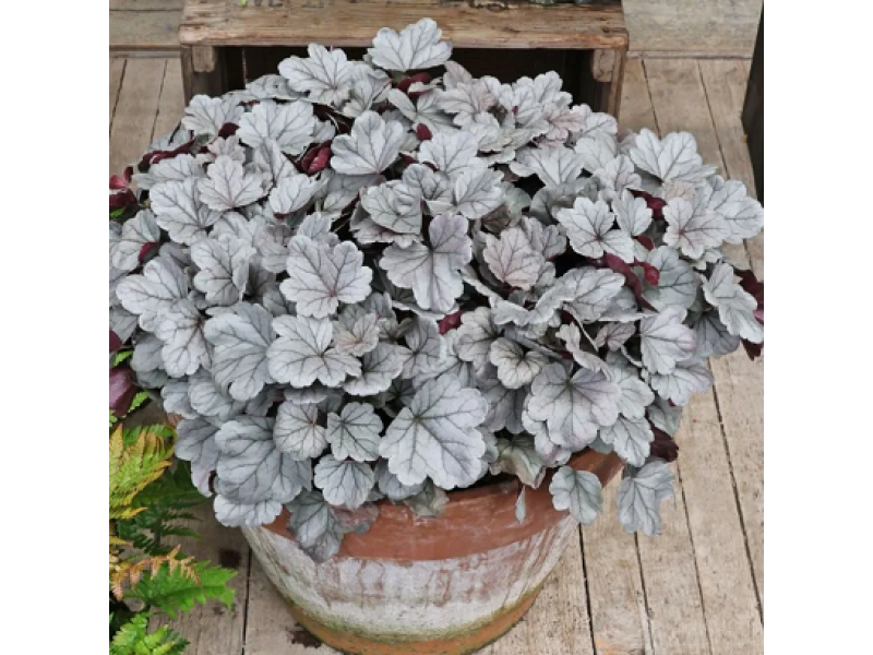 гейхера Silverberry