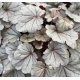 гейхера Silverberry
