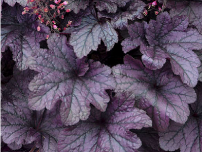 гейхера Grape Timeless