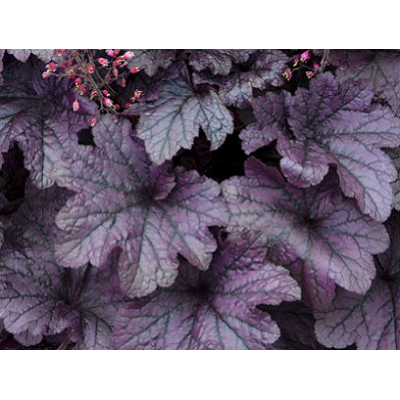 гейхера Grape Timeless