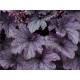 гейхера Grape Timeless