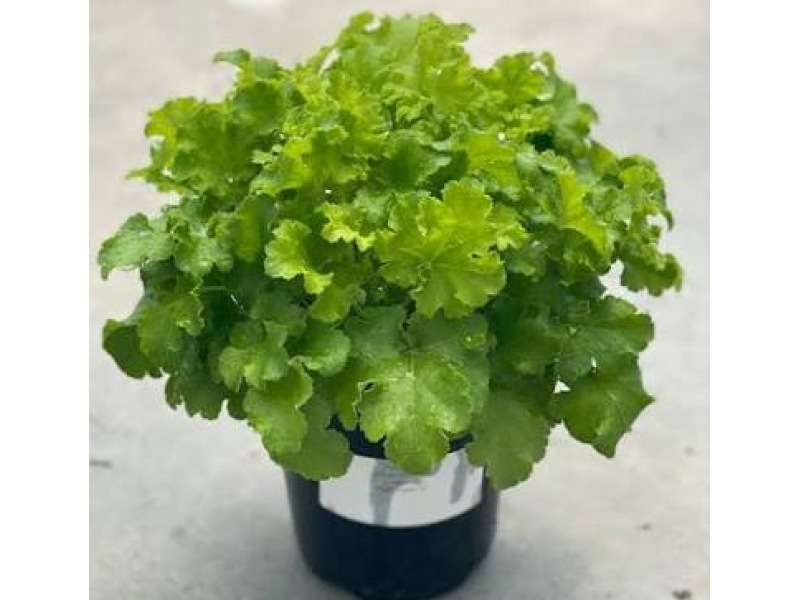 гейхера LimeBerry