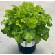 гейхера LimeBerry