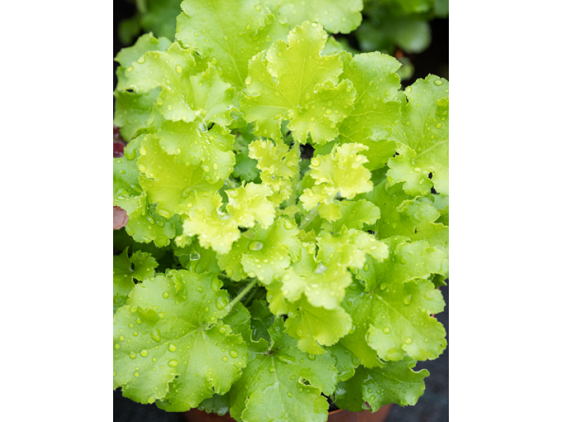 гейхера LimeBerry