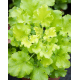 гейхера LimeBerry