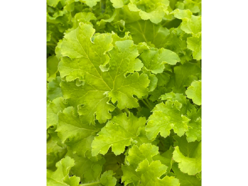 гейхера LimeBerry