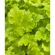 гейхера LimeBerry