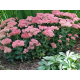 Herbstfreude (Autumn Joy)