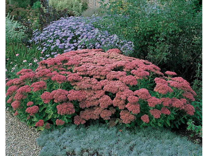 Herbstfreude (Autumn Joy)