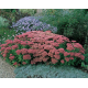 Herbstfreude (Autumn Joy)