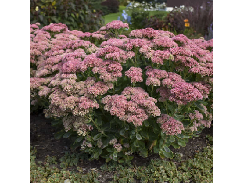 Herbstfreude (Autumn Joy)