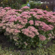 Herbstfreude (Autumn Joy)