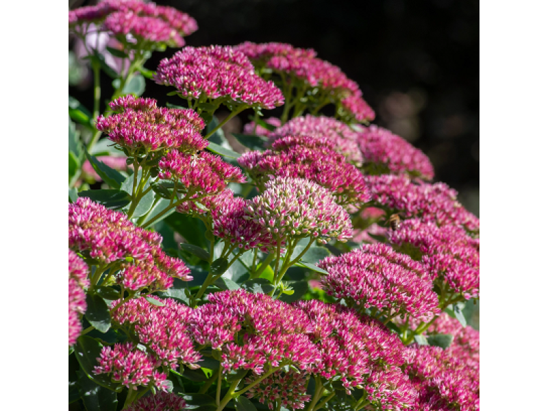 Herbstfreude (Autumn Joy)