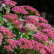 Herbstfreude (Autumn Joy)
