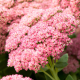 Herbstfreude (Autumn Joy)