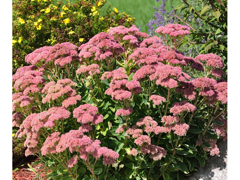 Herbstfreude (Autumn Joy)