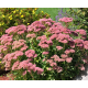 Herbstfreude (Autumn Joy)