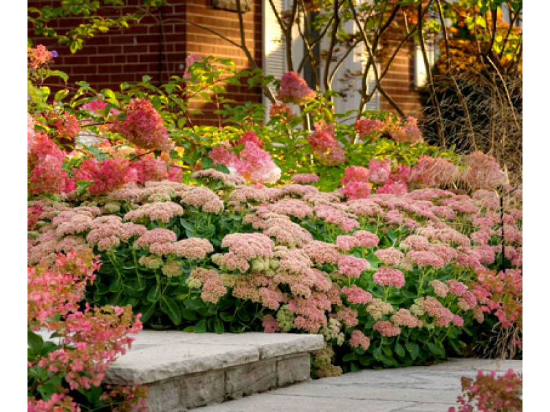 Herbstfreude (Autumn Joy)