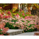 Herbstfreude (Autumn Joy)